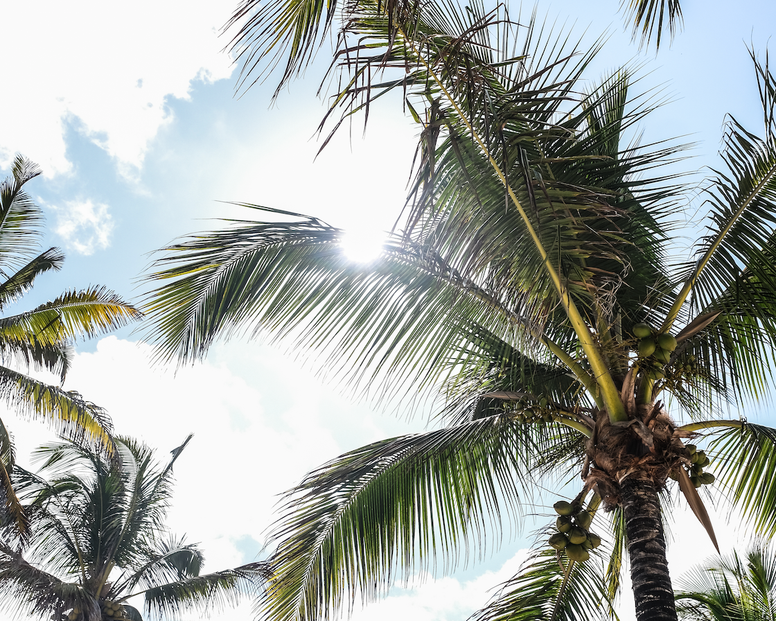 Low-angle view looking up at tall palm trees against a bright sky with the sun shining through the leaves.