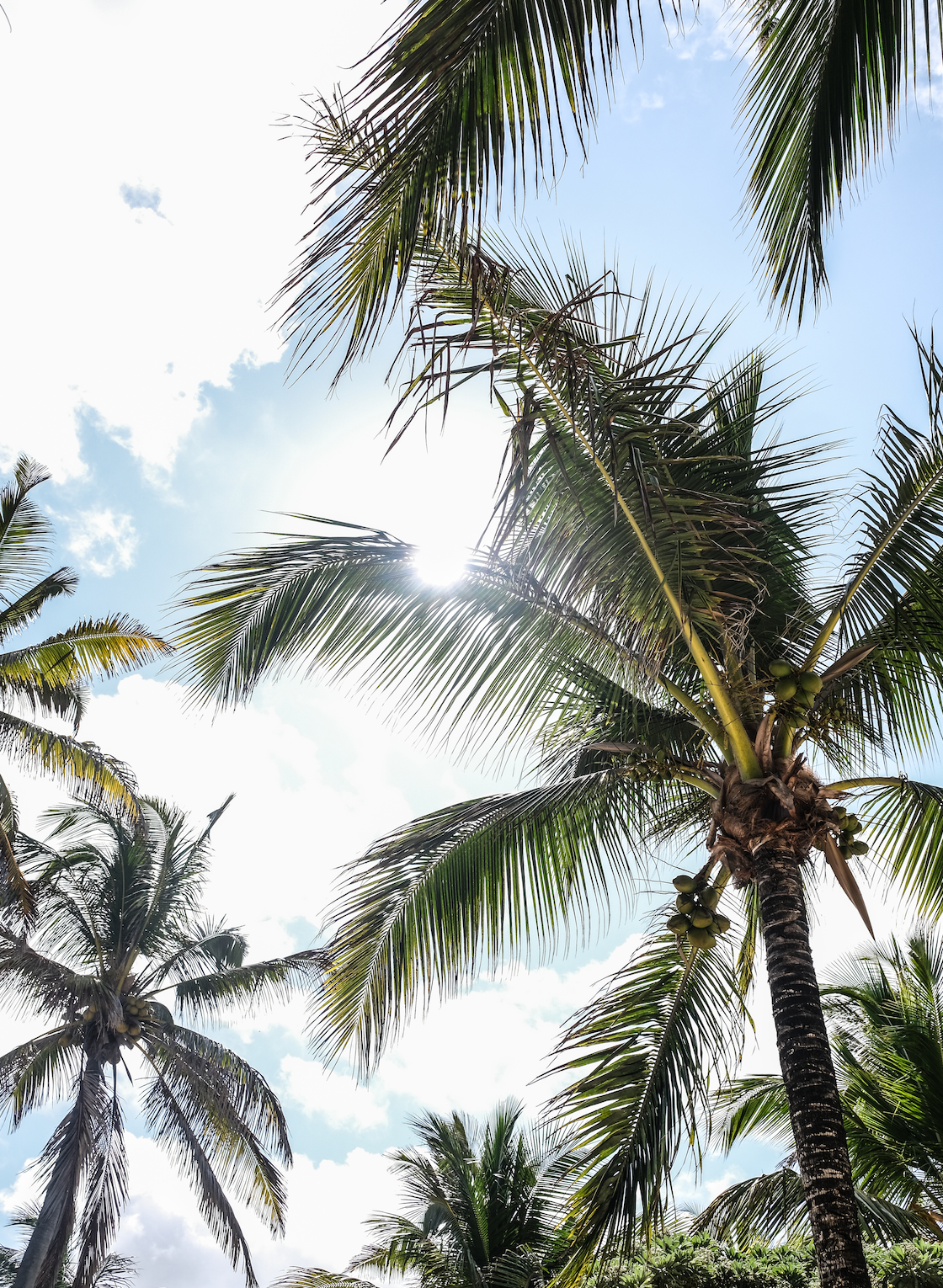 Low-angle view looking up at tall palm trees against a bright sky with the sun shining through the leaves.